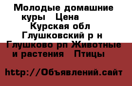 Молодые домашние куры › Цена ­ 400 - Курская обл., Глушковский р-н, Глушково рп Животные и растения » Птицы   